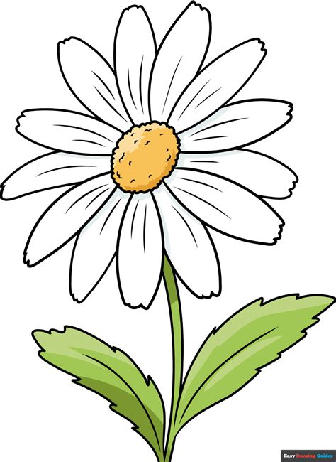 daisy flower drawing|easy daisy to draw.